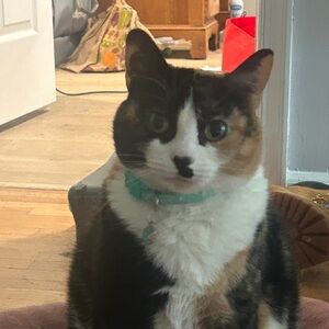 Meet your Posher, Connie